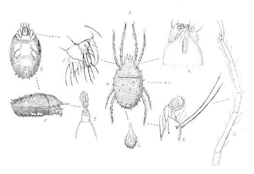 Imagem de Bryobia praetiosa Koch 1836