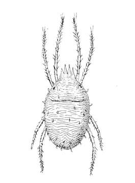 Bryobia praetiosa Koch 1836的圖片