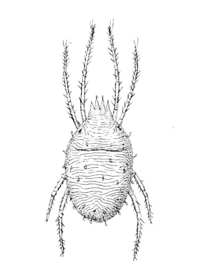 Image de Bryobia praetiosa Koch 1836