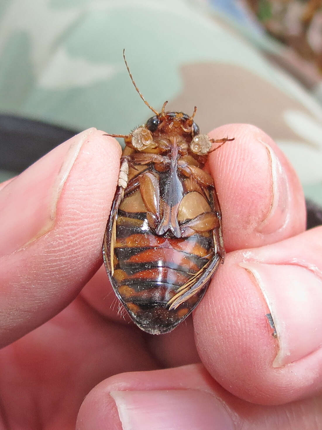 Image of Understriped Diving Beetle