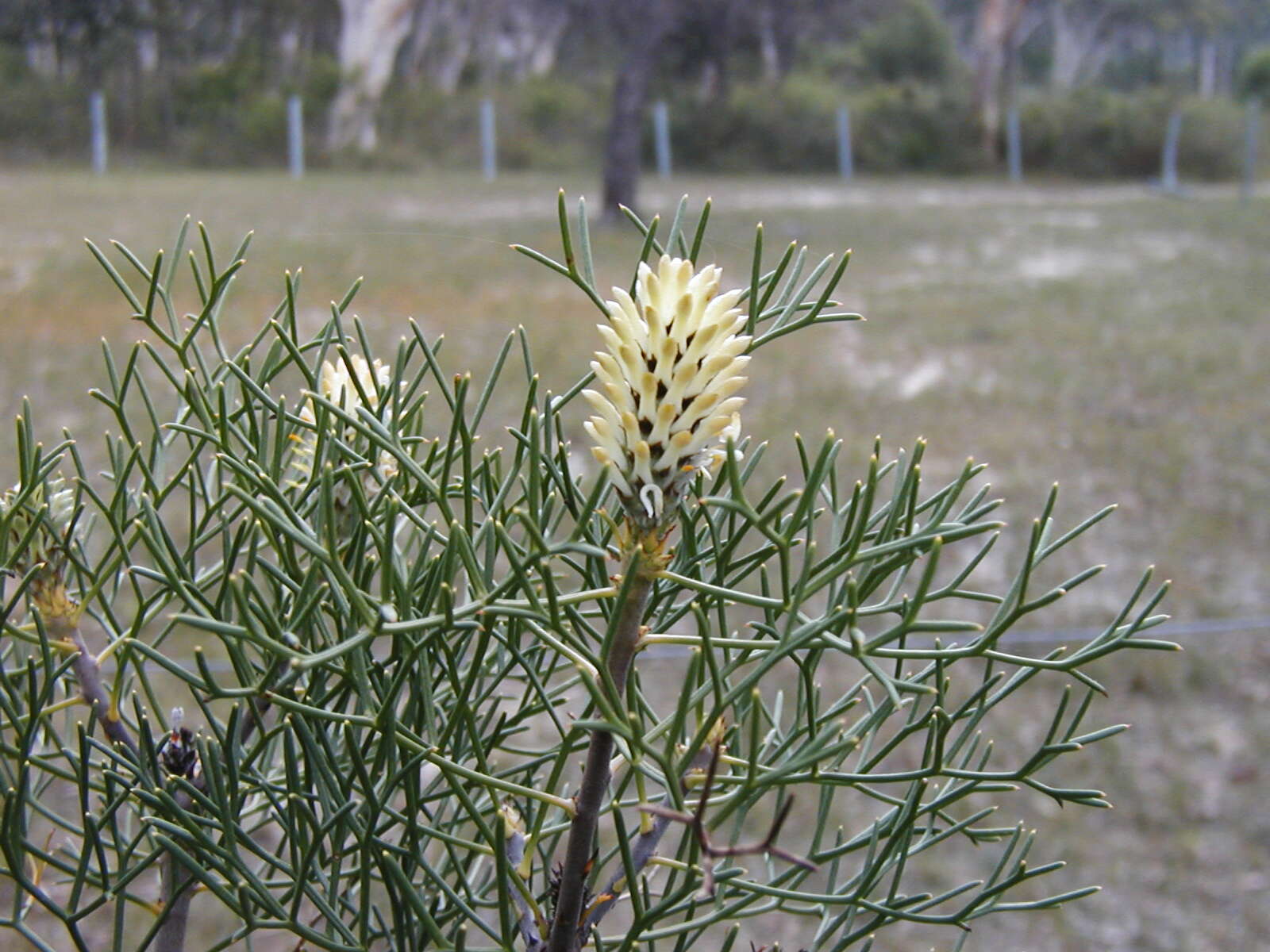 Image of Petrophile pulchella (Schrader & Wendl.) R. Br.