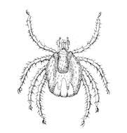 Imagem de Ixodes uriae White 1852