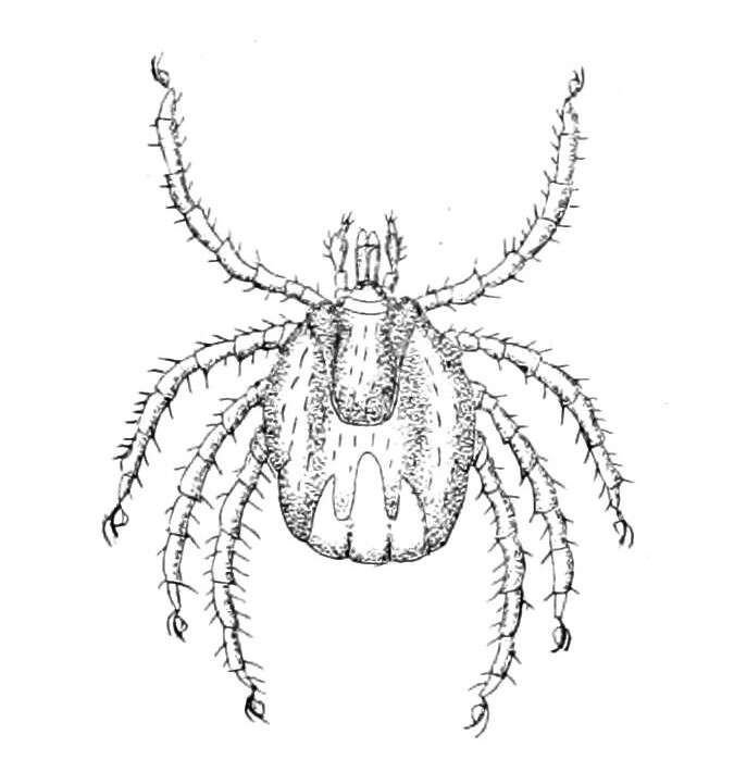 Image of Ixodes uriae White 1852