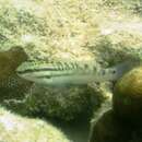 Image de Amblygobius stethophthalmus (Bleeker 1851)