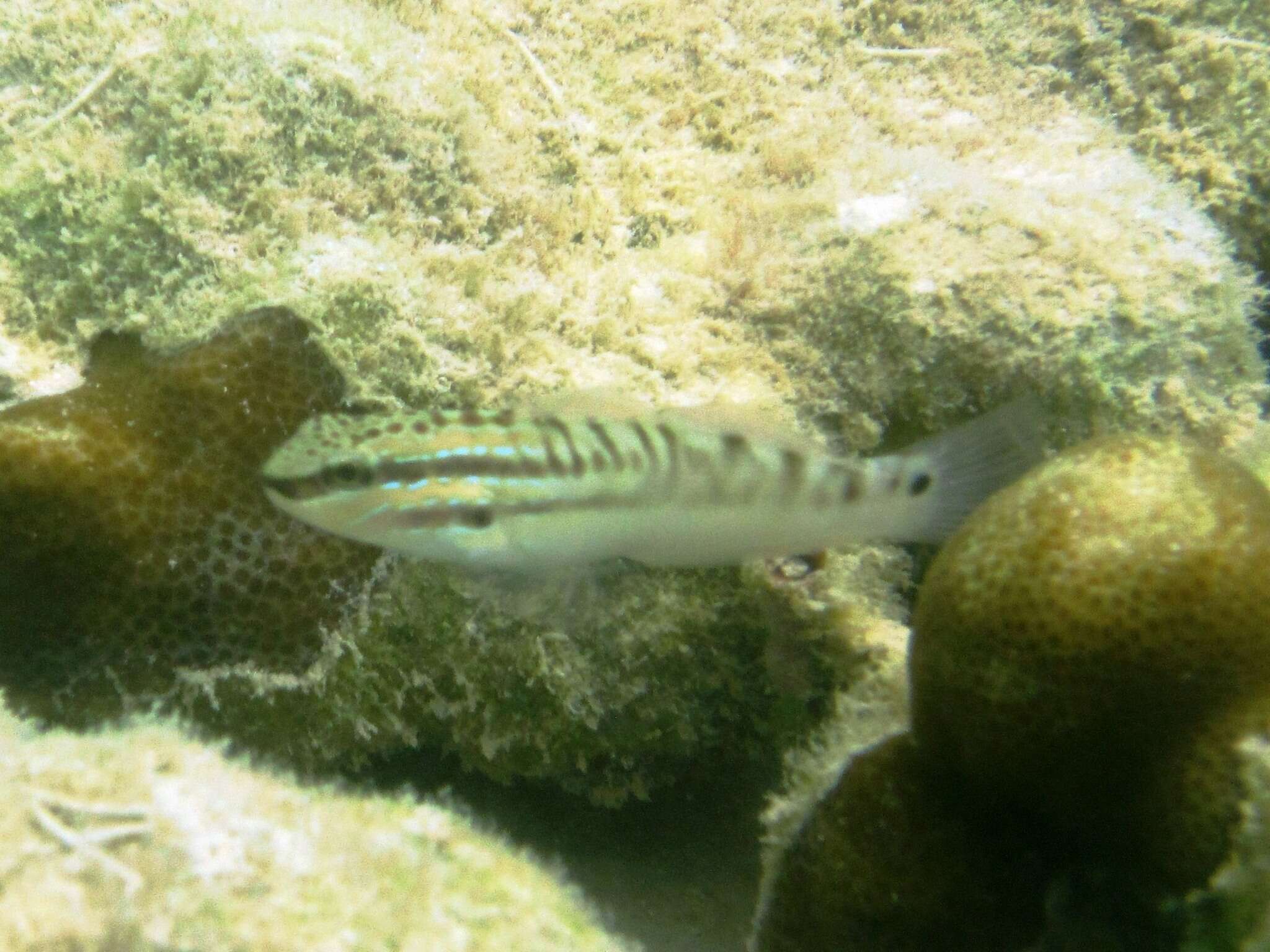 Image de Amblygobius stethophthalmus (Bleeker 1851)