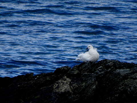 Image of Kelp Goose