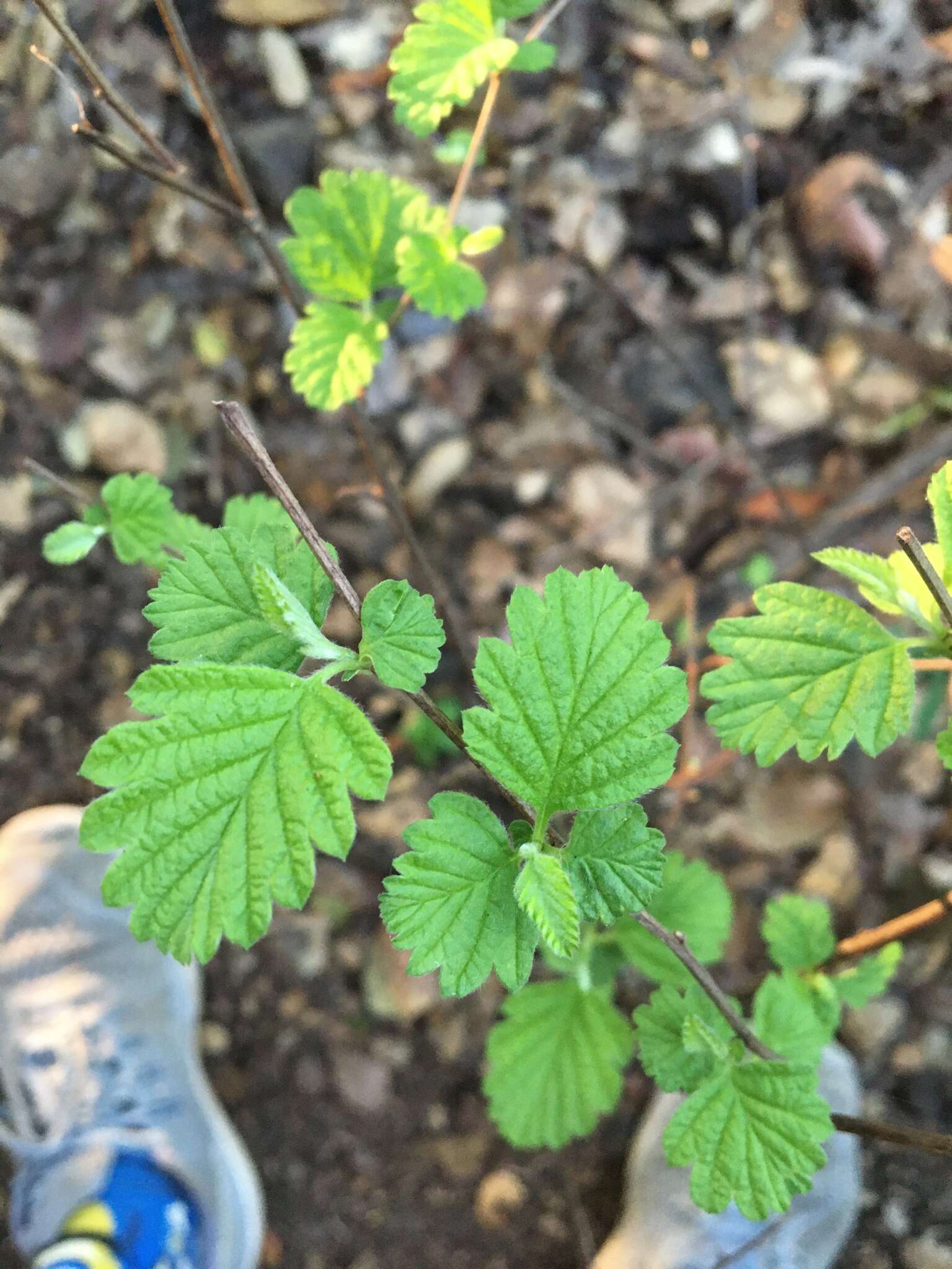 Plancia ëd Holodiscus discolor var. discolor