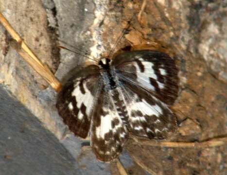 Image of Common Pierrot