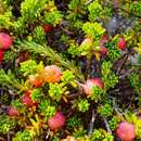 Image of purple crowberry