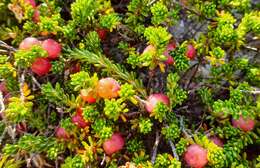 Image of purple crowberry