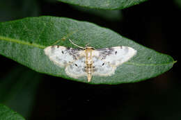 Image of Idaea filicata Hübner 1798