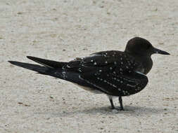 Image of Sooty Tern