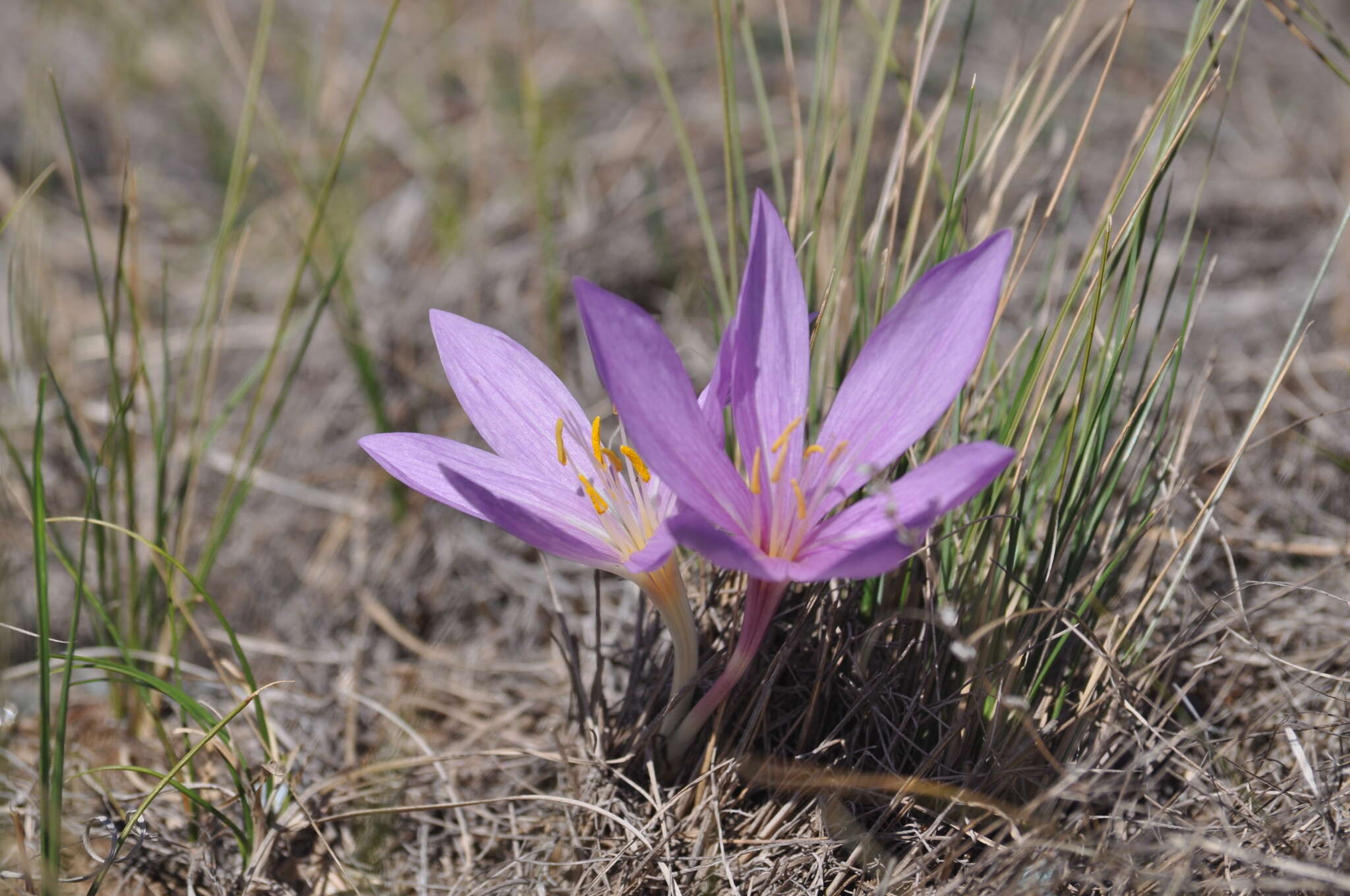 Image of Colchicum laetum Steven