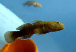 Image of Dusky tripletooth goby
