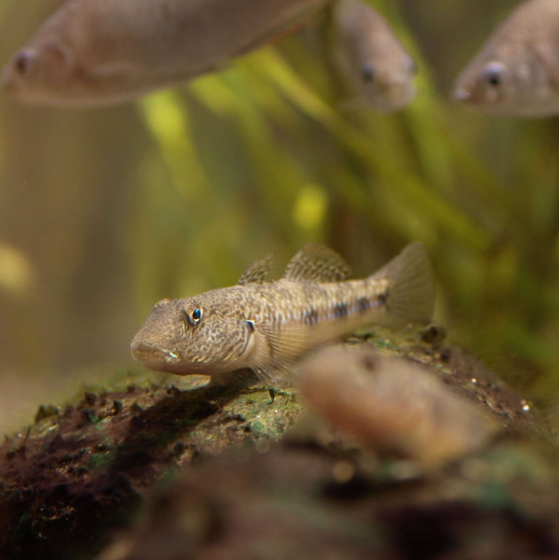 Rhinogobius giurinus (Rutter 1897) resmi