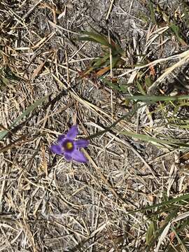 Image of Stiff Blue-Eyed-Grass