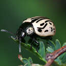 صورة Calligrapha (Calligrapha) dislocata (Rogers 1856)