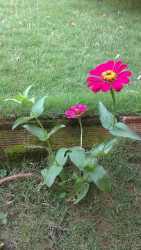 Image of ELEGANT ZINNIA