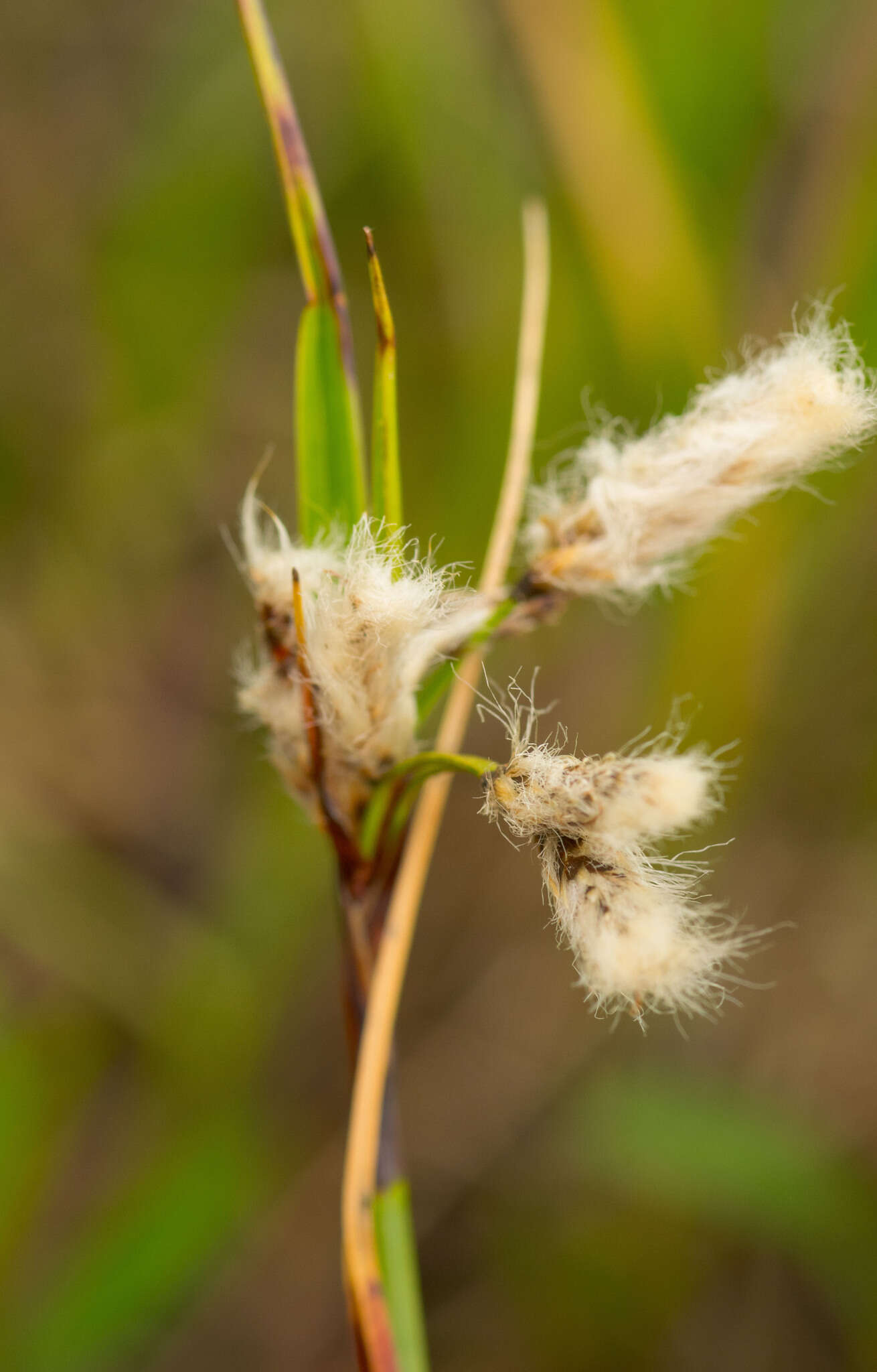 Image of common cottongrass