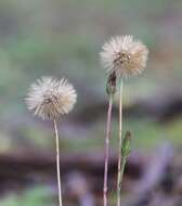 Leibnitzia anandria (L.) Nakai的圖片