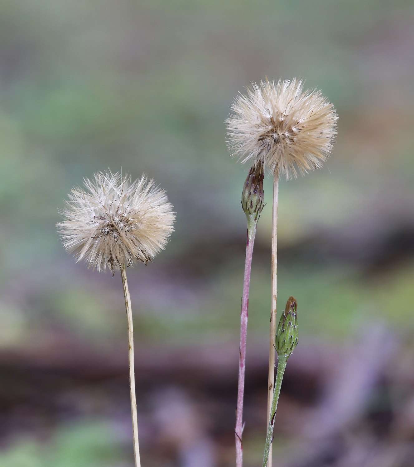 Image de Leibnitzia anandria (L.) Nakai