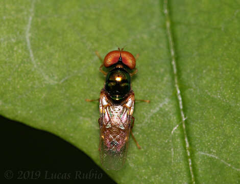 Image of Microchrysa bicolor (Wiedemann 1830)