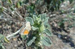 Слика од Pseudolucia chilensis (Blanchard 1852)