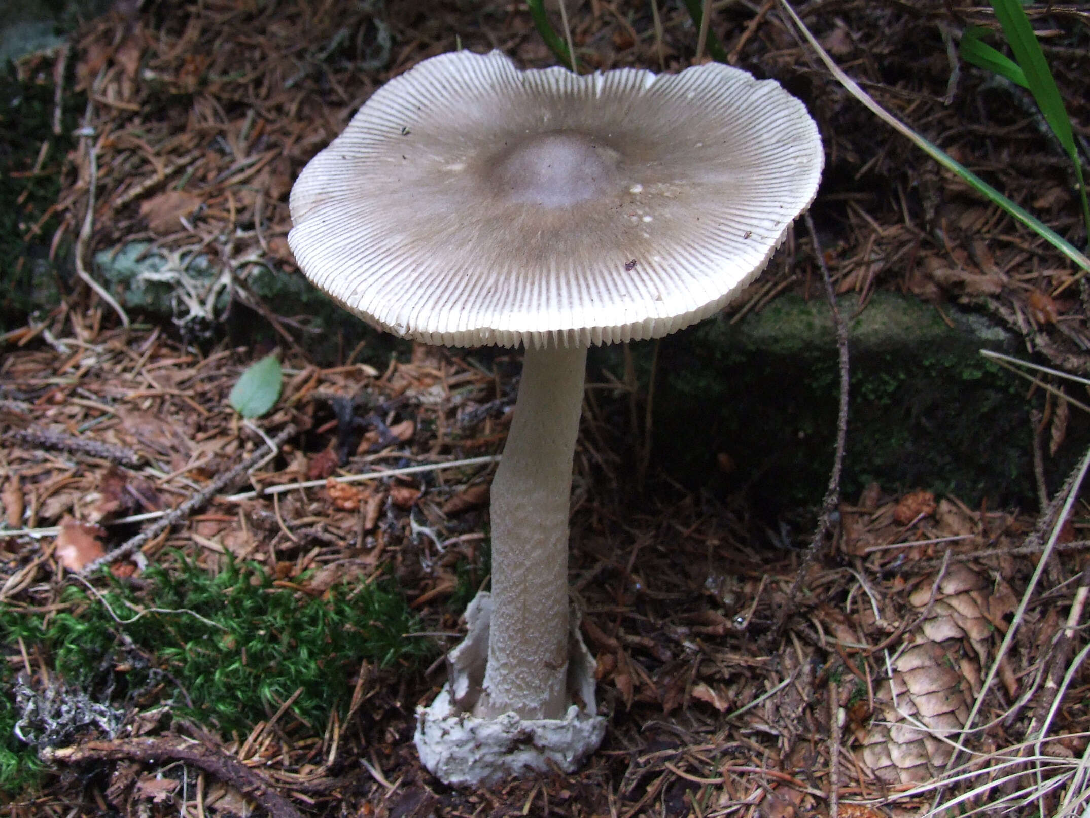 Image of Amanita vaginata (Bull.) Lam. 1783