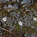 Image of Psychrophyton grandiflorum (Hook. fil.) Beauv.