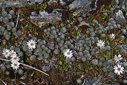 Image of Psychrophyton grandiflorum (Hook. fil.) Beauv.