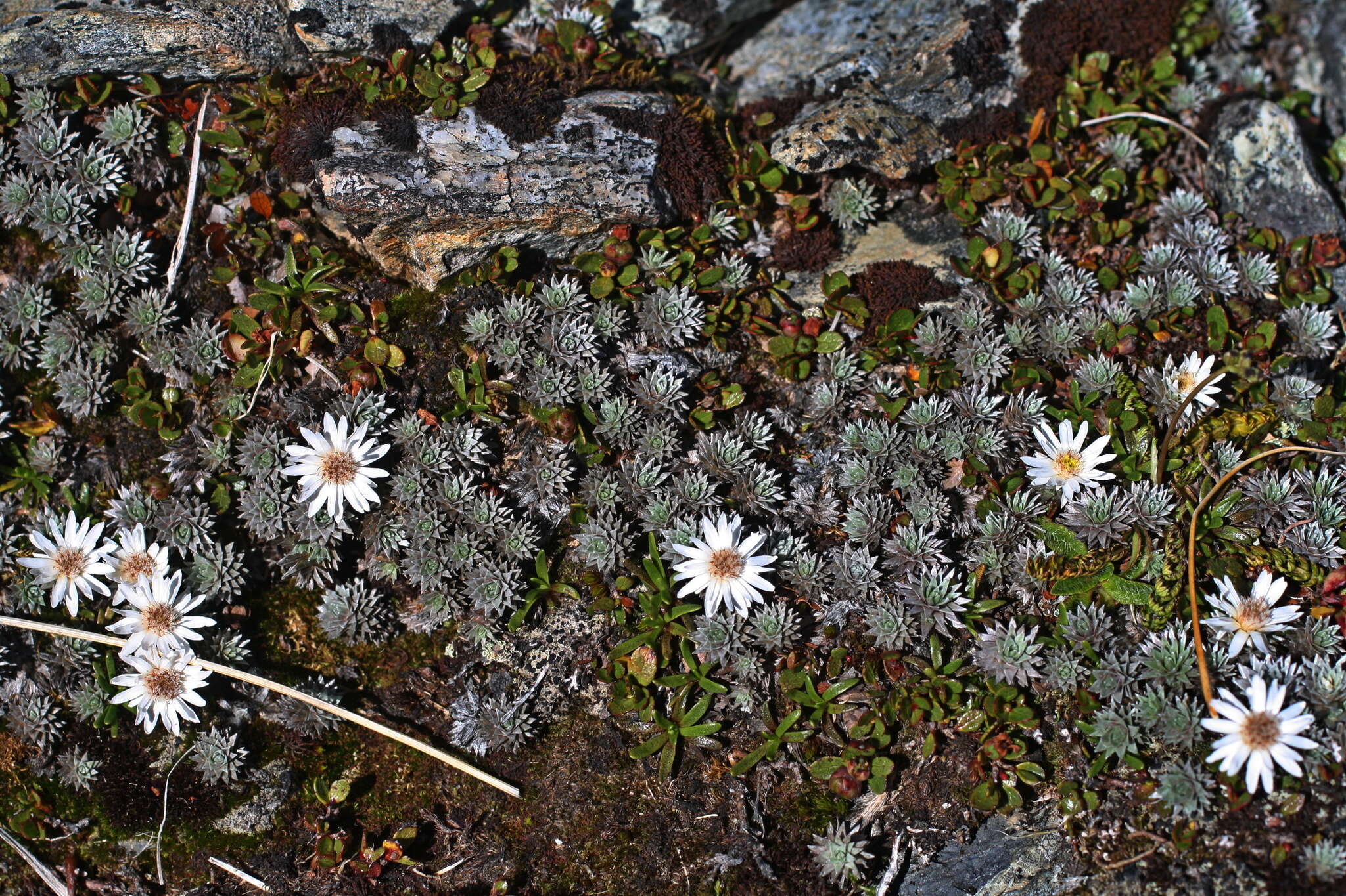 Plancia ëd Psychrophyton grandiflorum (Hook. fil.) Beauv.