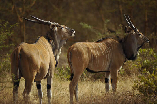 Image of giant eland