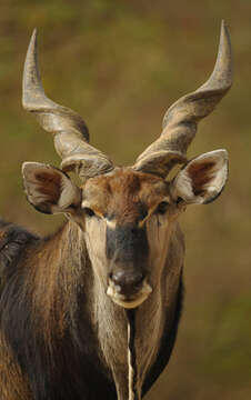 Image of giant eland