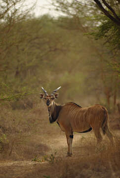 Image of giant eland