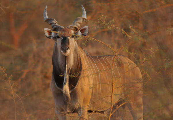 Image of giant eland