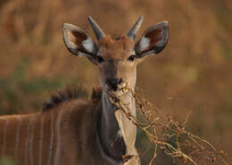 Image of giant eland