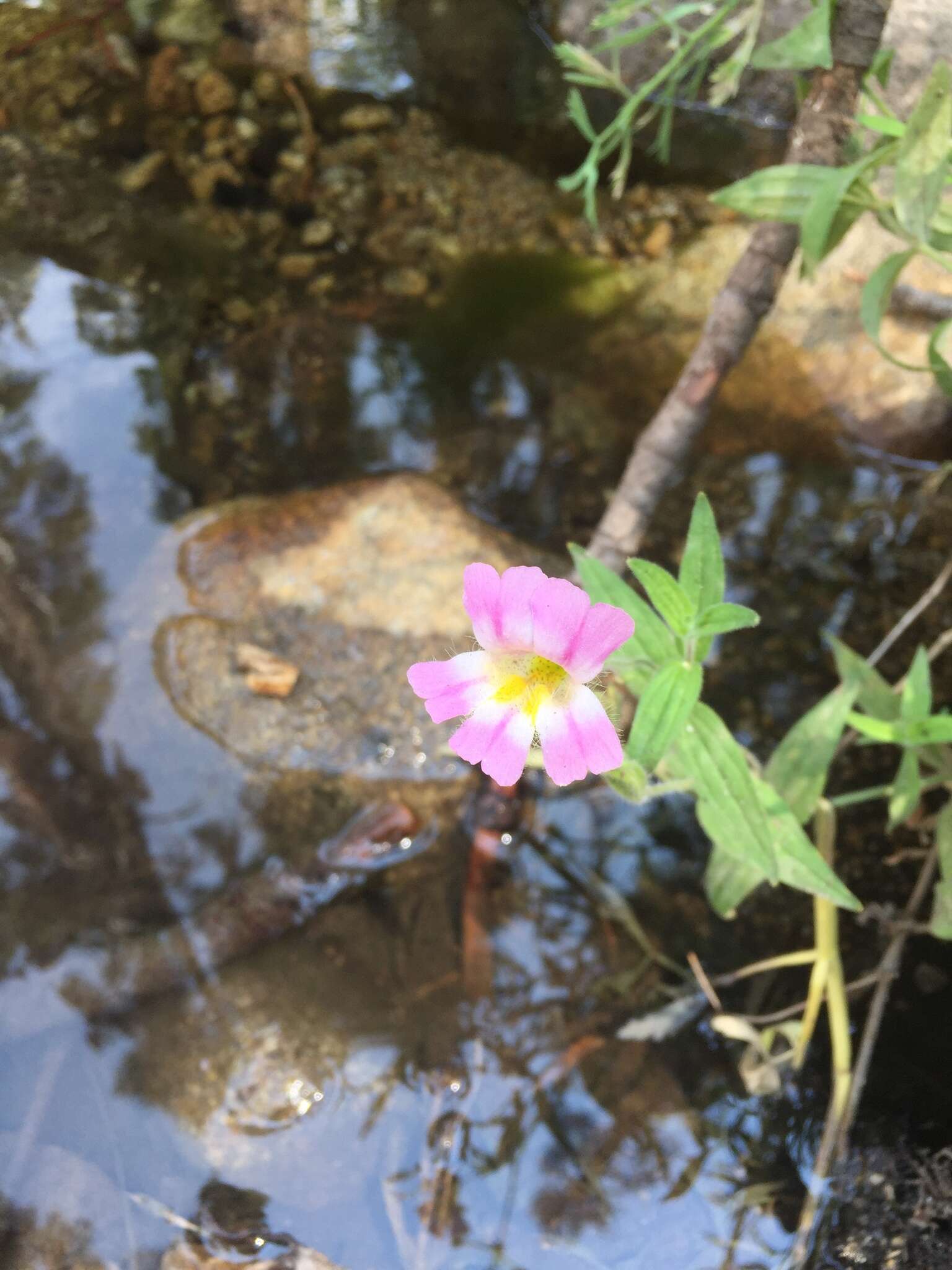 Image of Erythranthe erubescens G. L. Nesom