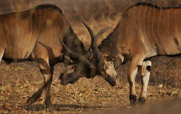 Image of giant eland