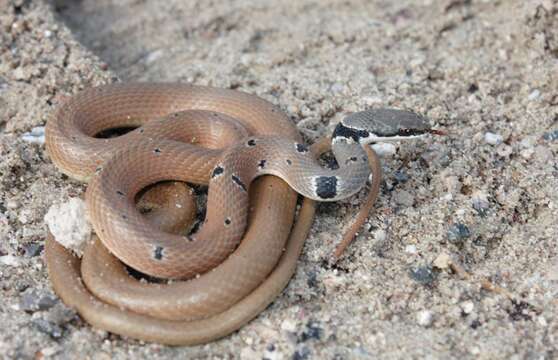 Image of Collared Dwarf Racer