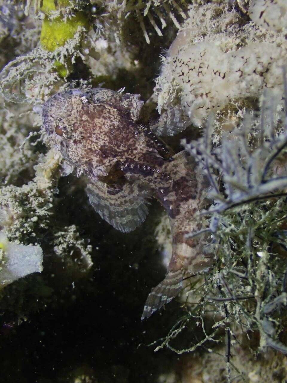 Image of Broadbent&#39;s frogfish