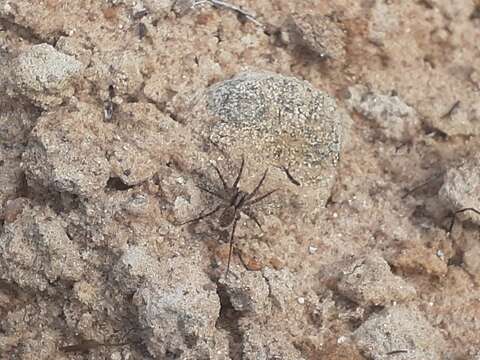 Image of Pardosa lugubris (Walckenaer 1802)