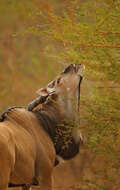 Image of giant eland