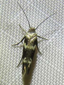 Image of Banded Scythris