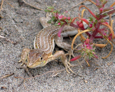 Plancia ëd Acanthodactylus erythrurus (Schinz 1833)