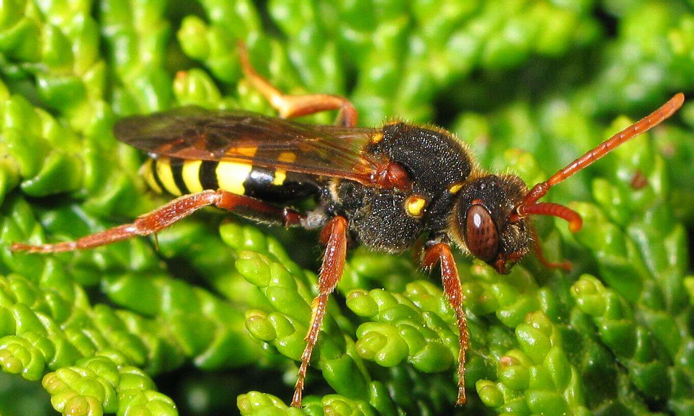 Image of Nomada marshamella (Kirby 1802)