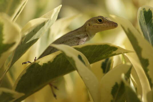 Image of Leopard Anole