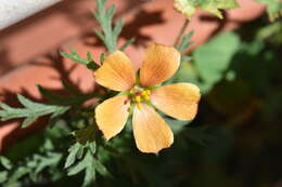 Image of Turnera sidoides L.