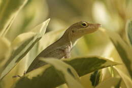 Image of Leopard Anole