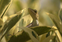 Image of Leopard Anole