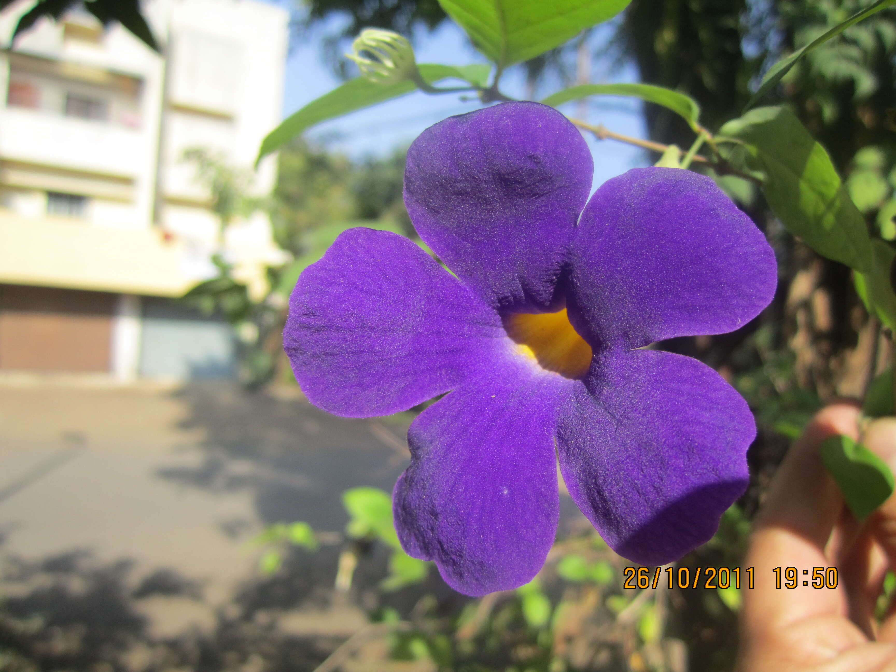 Image de Thunbergia erecta (Benth.) T. Anders.